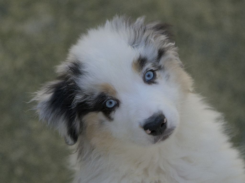 nouvelles photos de nos chiots à 2 mois :)