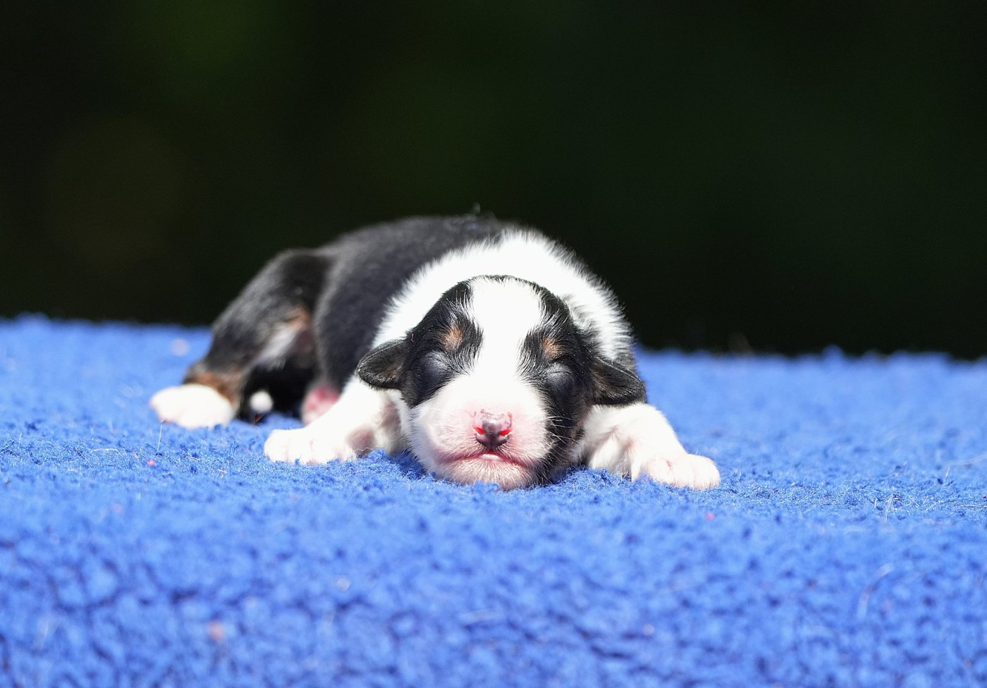 Du sanctuaire des erinnyes - Chiots disponibles - Berger Australien