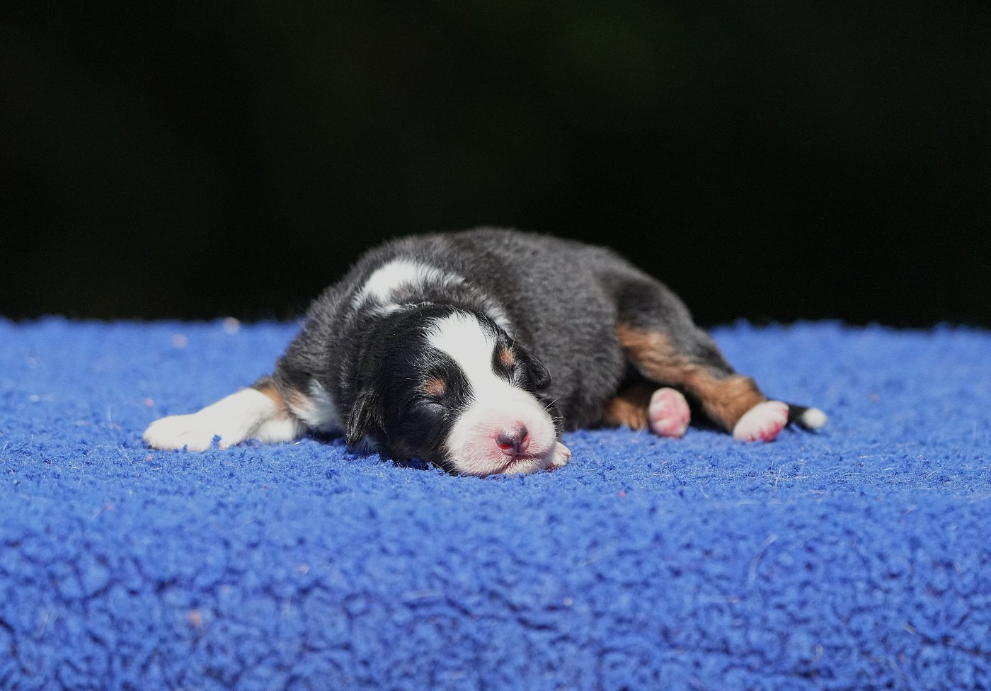 Du sanctuaire des erinnyes - Chiots disponibles - Berger Australien