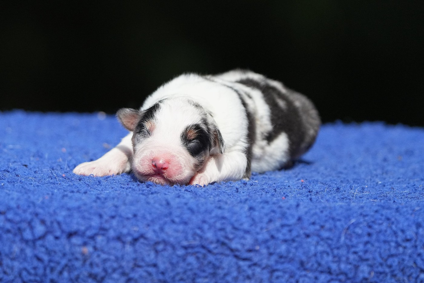 Du sanctuaire des erinnyes - Chiots disponibles - Berger Australien