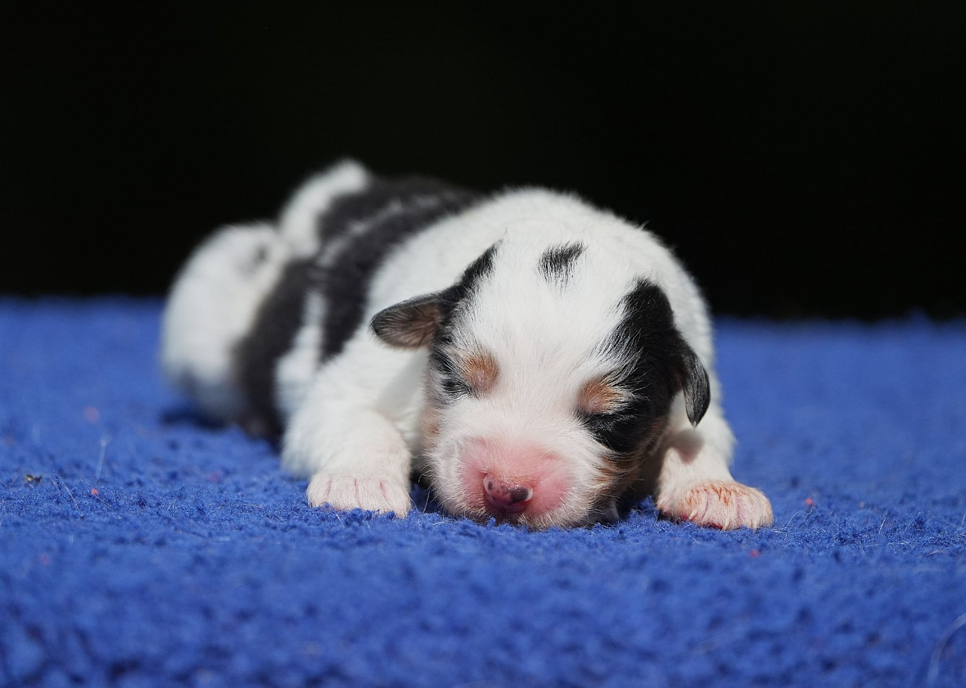 Du sanctuaire des erinnyes - Chiots disponibles - Berger Australien