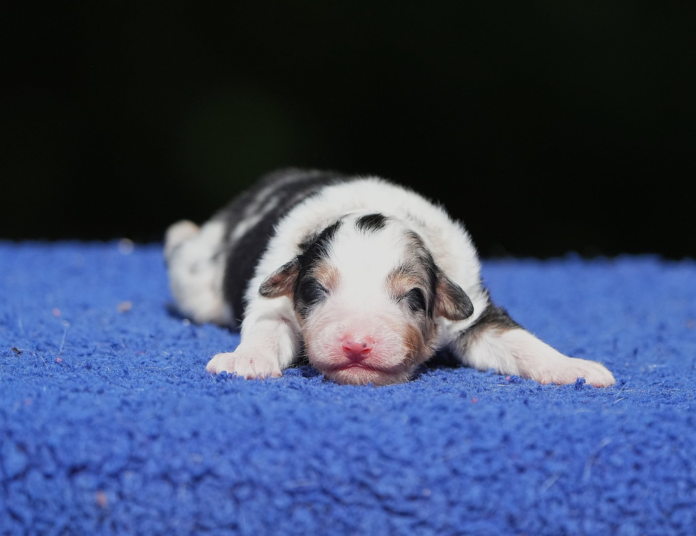 Du sanctuaire des erinnyes - Chiots disponibles - Berger Australien