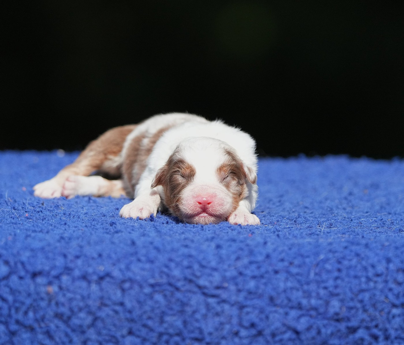 Du sanctuaire des erinnyes - Chiots disponibles - Berger Australien