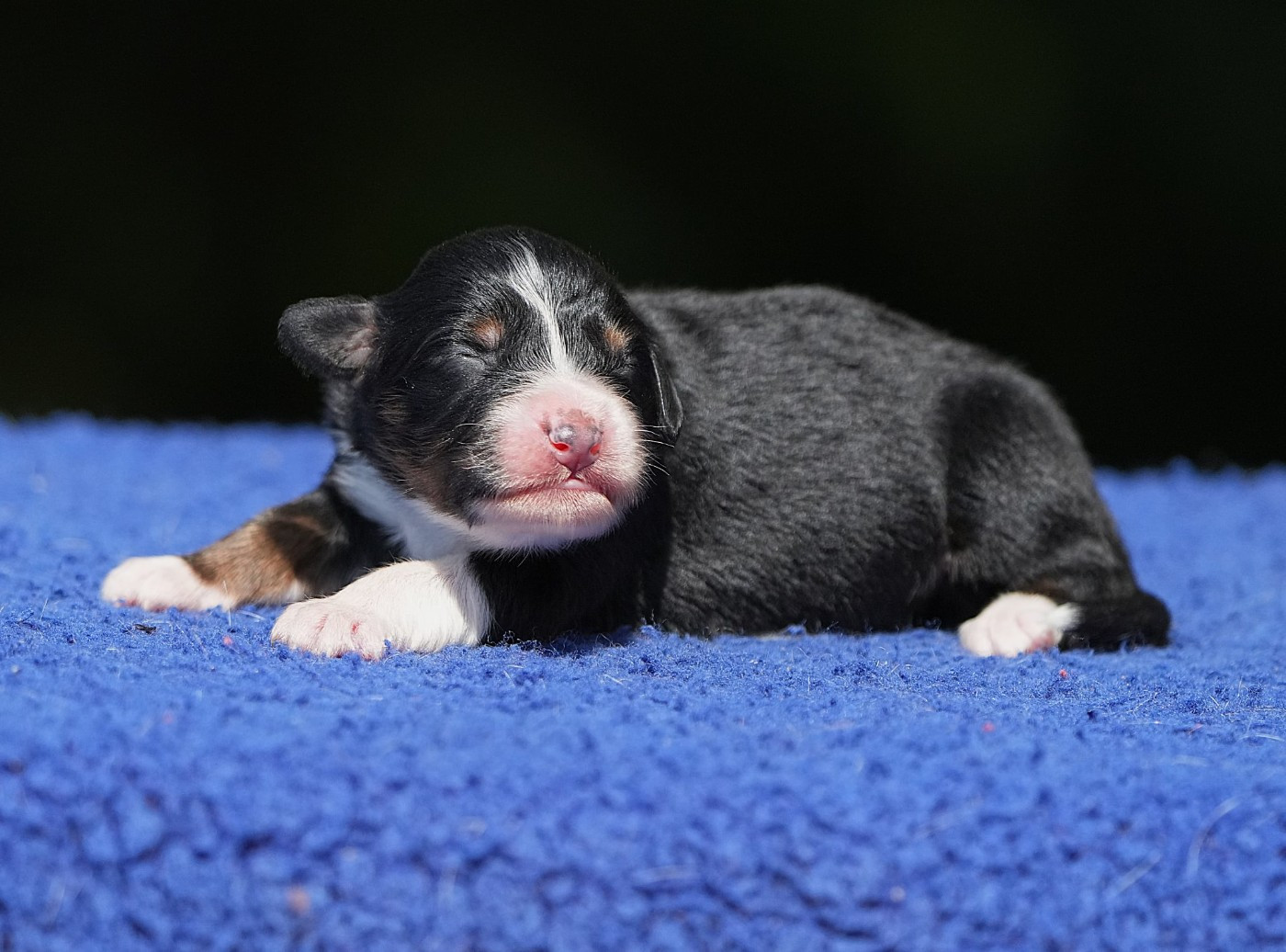 Du sanctuaire des erinnyes - Chiots disponibles - Berger Australien