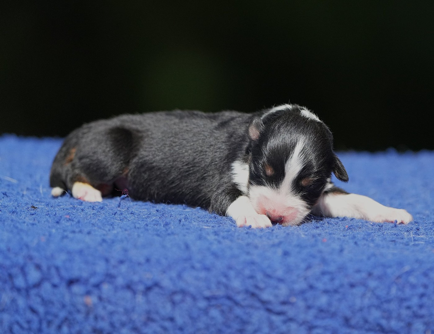 Du sanctuaire des erinnyes - Chiots disponibles - Berger Australien