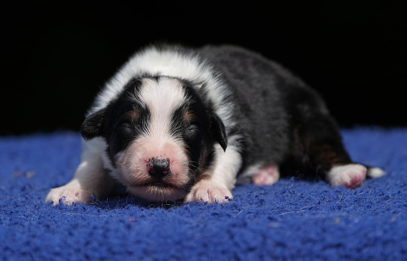 Du sanctuaire des erinnyes - Chiots disponibles - Berger Australien