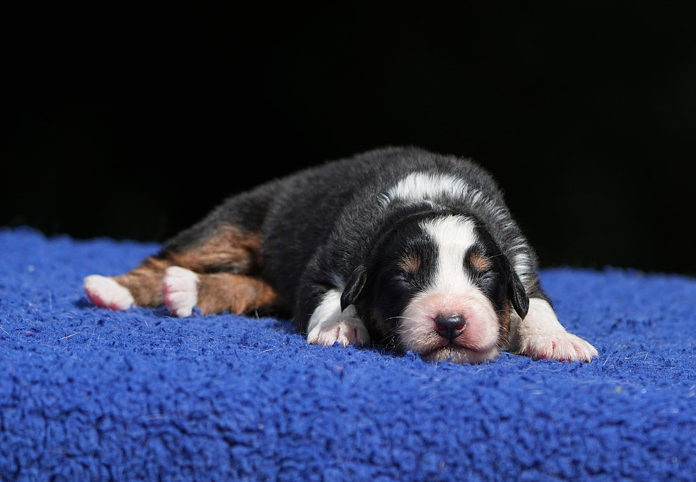 Du sanctuaire des erinnyes - Chiots disponibles - Berger Australien