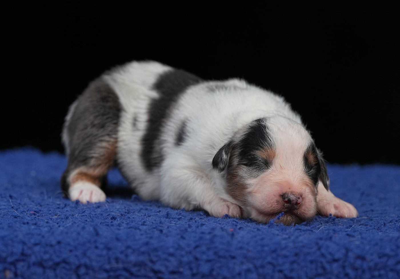 Du sanctuaire des erinnyes - Chiots disponibles - Berger Australien