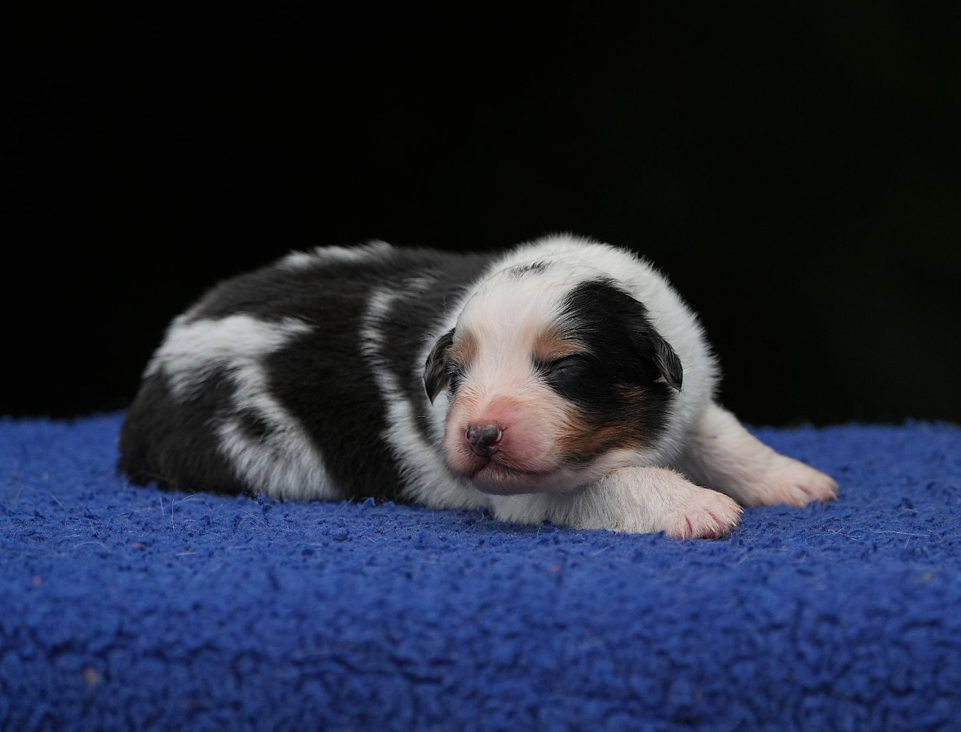 Du sanctuaire des erinnyes - Chiots disponibles - Berger Australien
