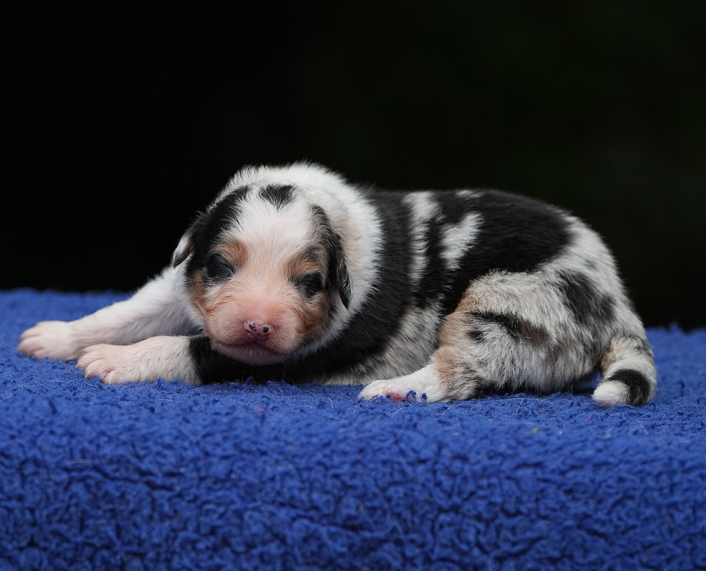 Du sanctuaire des erinnyes - Chiots disponibles - Berger Australien