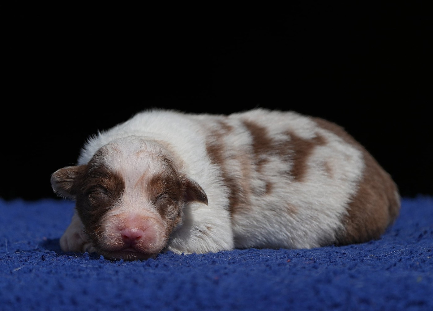 Du sanctuaire des erinnyes - Chiots disponibles - Berger Australien