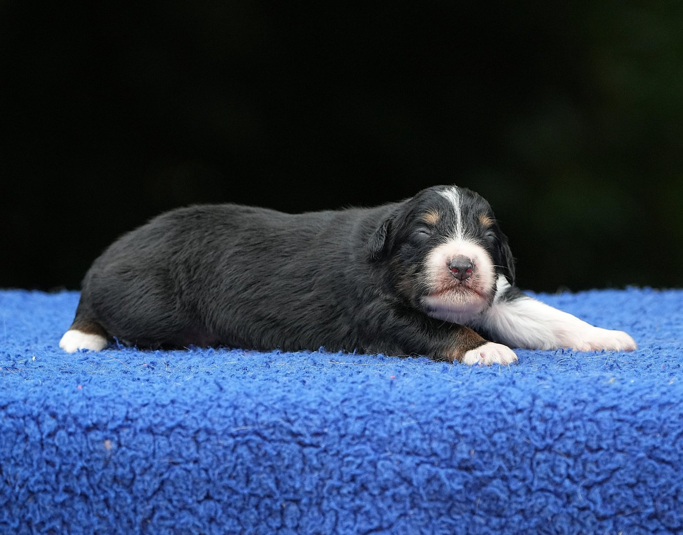 Du sanctuaire des erinnyes - Chiots disponibles - Berger Australien