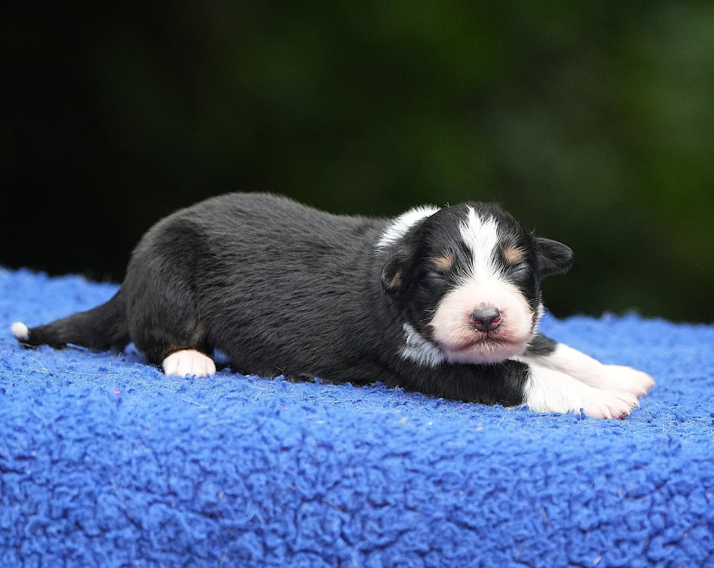 Du sanctuaire des erinnyes - Chiots disponibles - Berger Australien
