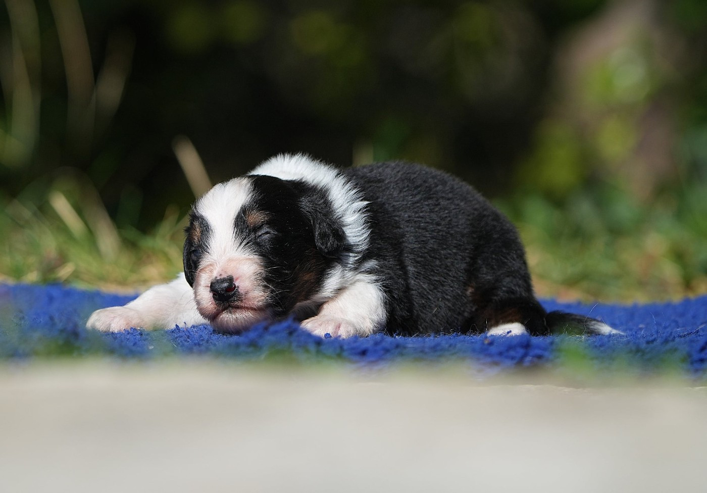 Du sanctuaire des erinnyes - Chiots disponibles - Berger Australien