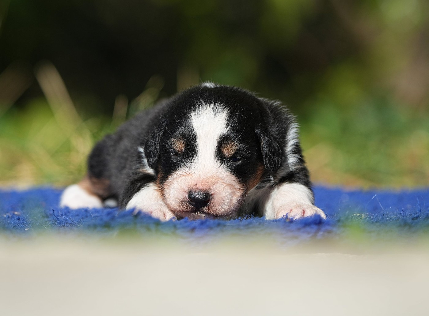 Du sanctuaire des erinnyes - Chiots disponibles - Berger Australien