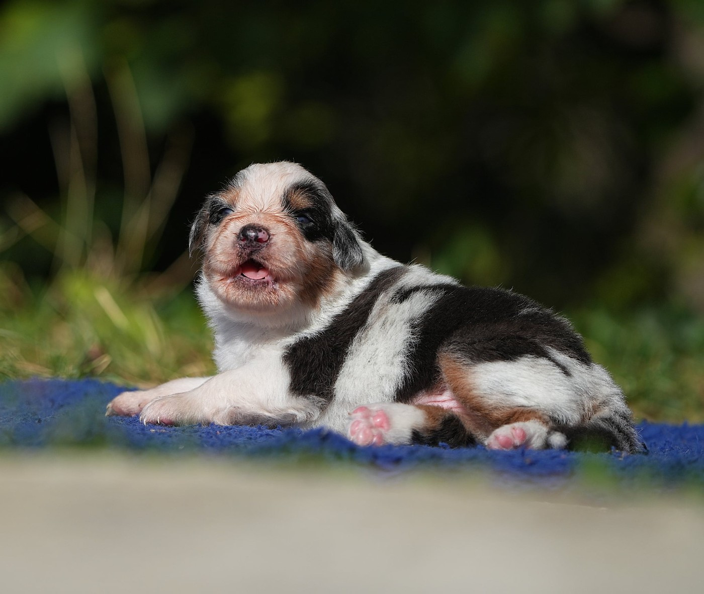 Du sanctuaire des erinnyes - Chiots disponibles - Berger Australien
