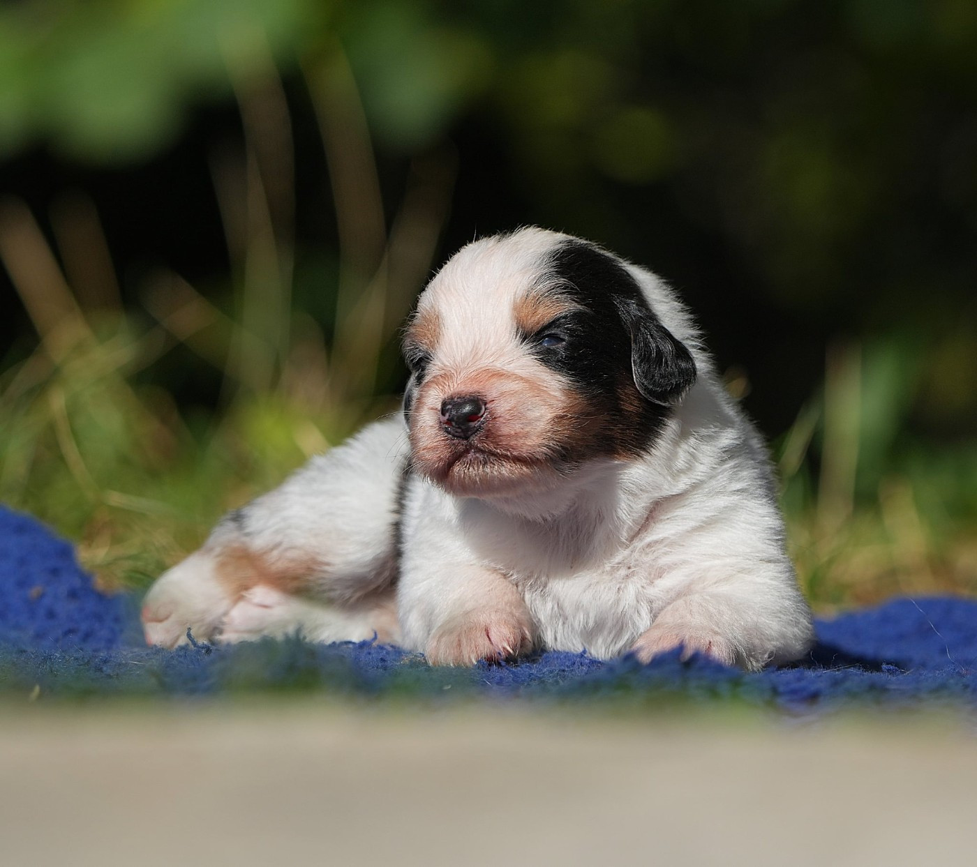 Du sanctuaire des erinnyes - Chiots disponibles - Berger Australien