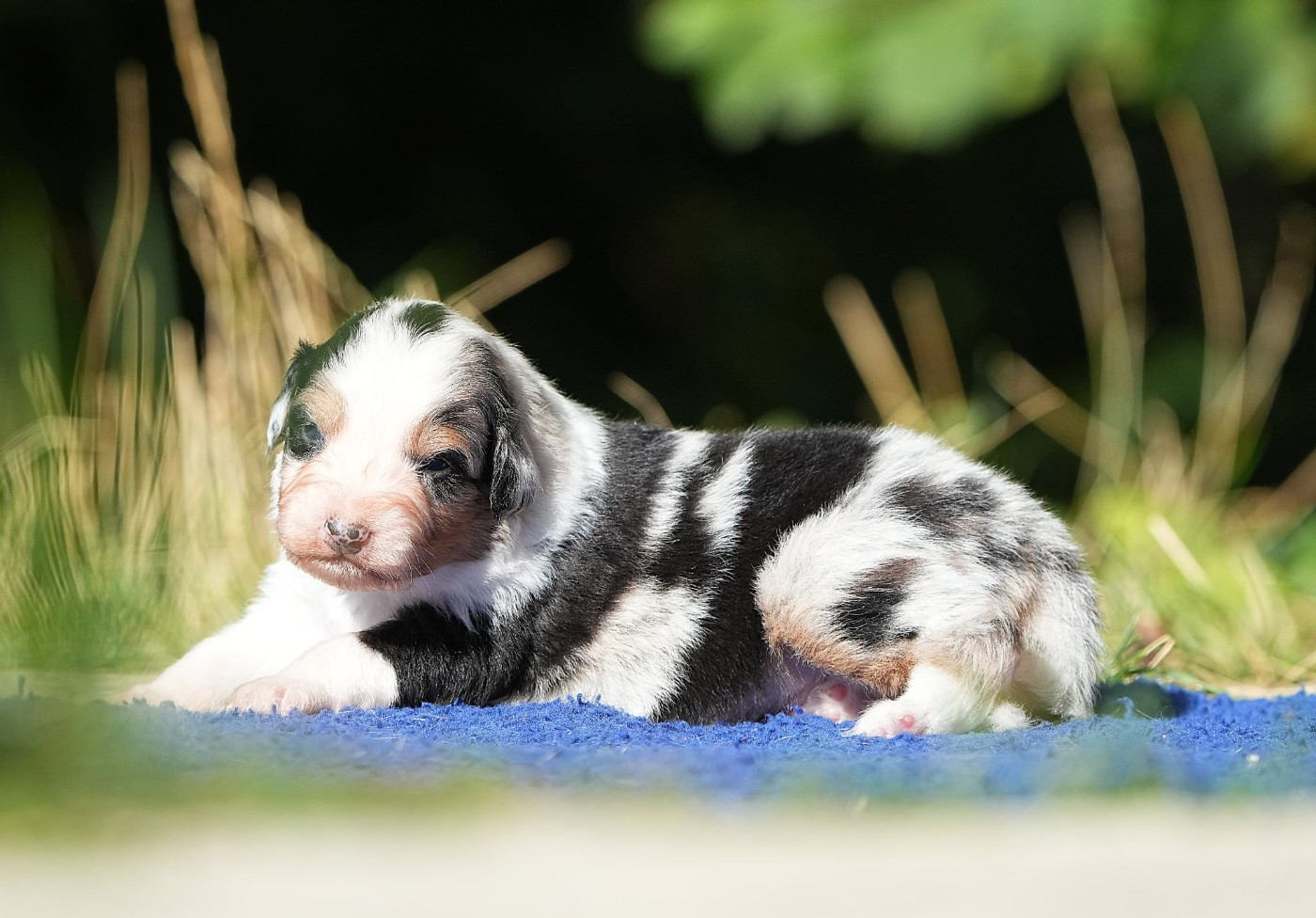 Du sanctuaire des erinnyes - Chiots disponibles - Berger Australien