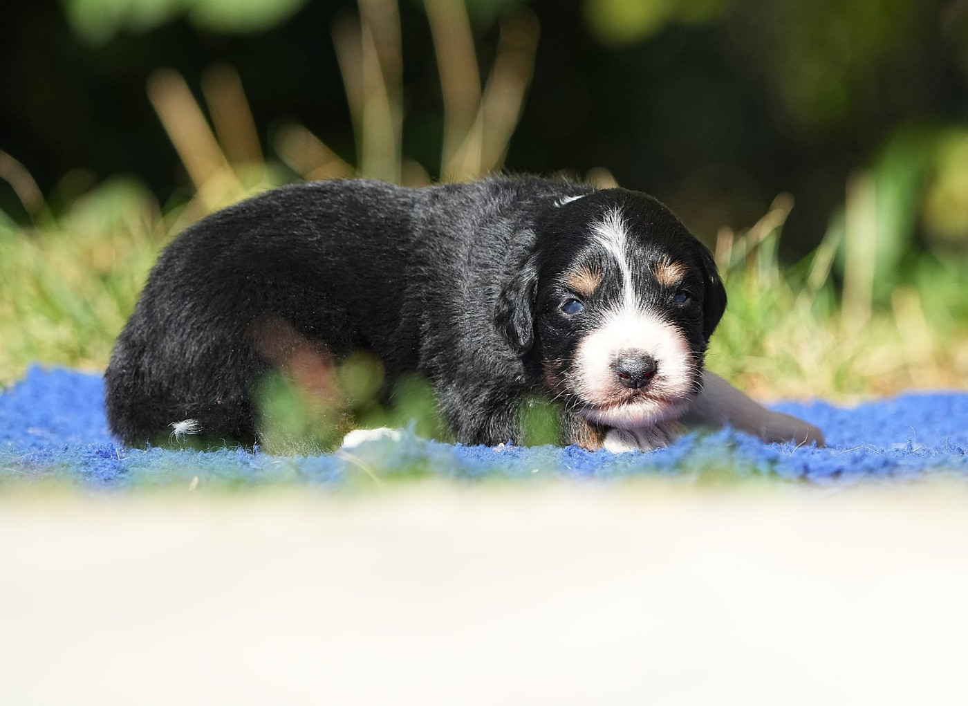 Du sanctuaire des erinnyes - Chiots disponibles - Berger Australien