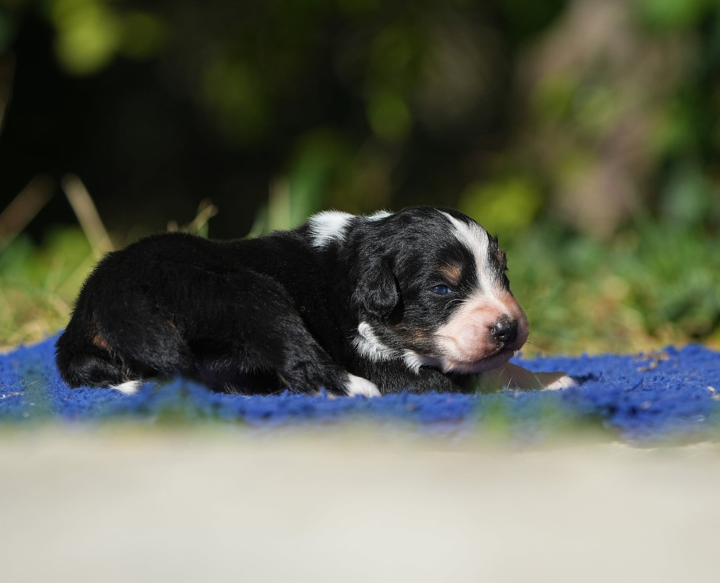 Du sanctuaire des erinnyes - Chiots disponibles - Berger Australien