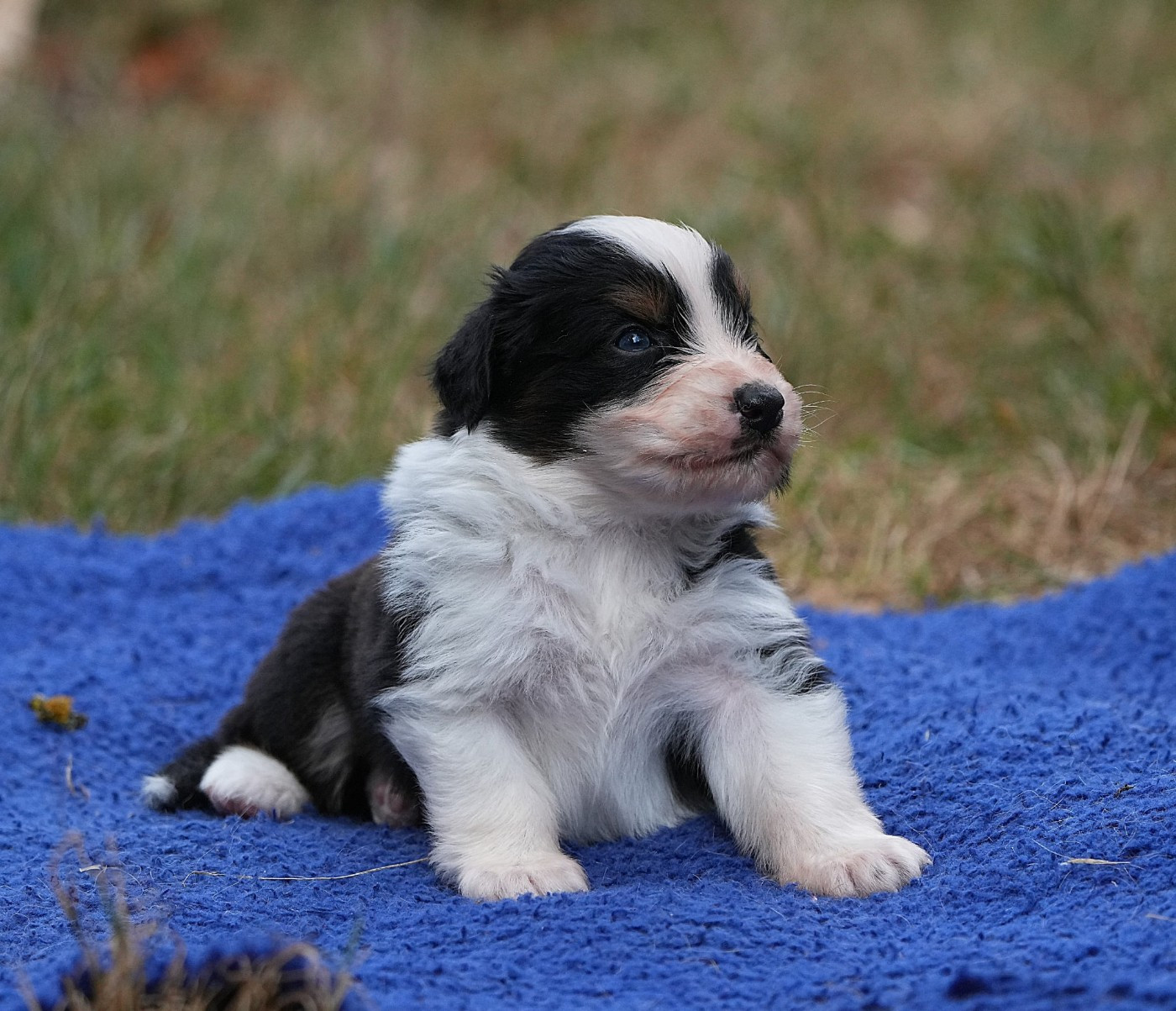 Du sanctuaire des erinnyes - Chiots disponibles - Berger Australien
