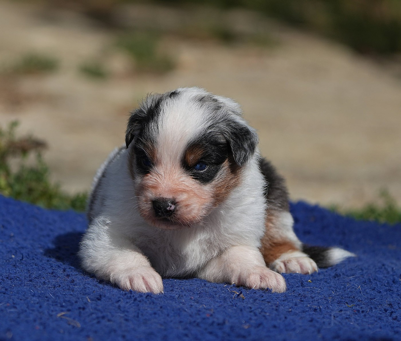 Du sanctuaire des erinnyes - Chiots disponibles - Berger Australien