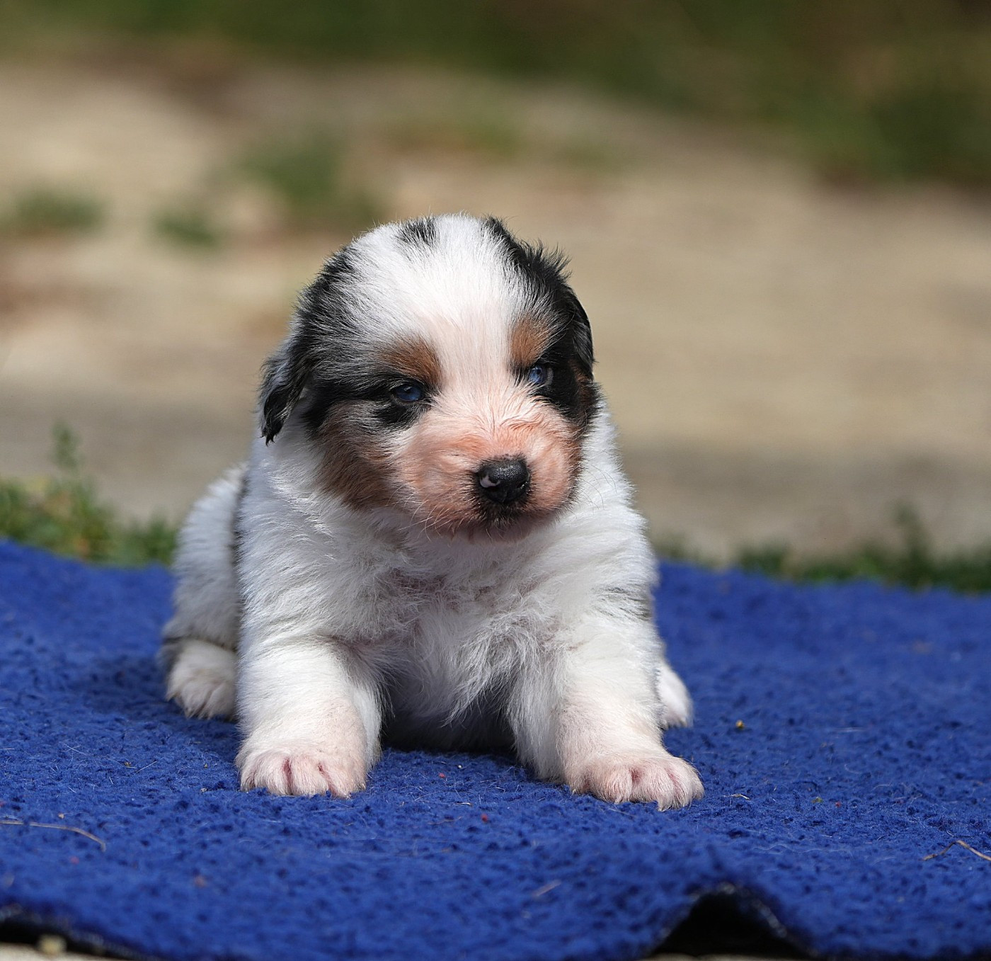 Du sanctuaire des erinnyes - Chiots disponibles - Berger Australien