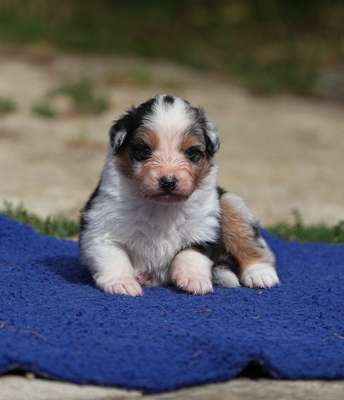 Du sanctuaire des erinnyes - Chiots disponibles - Berger Australien