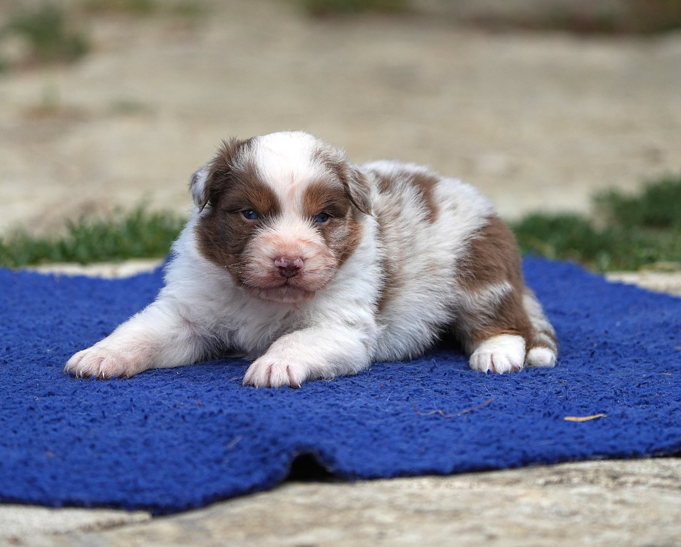 Du sanctuaire des erinnyes - Chiots disponibles - Berger Australien