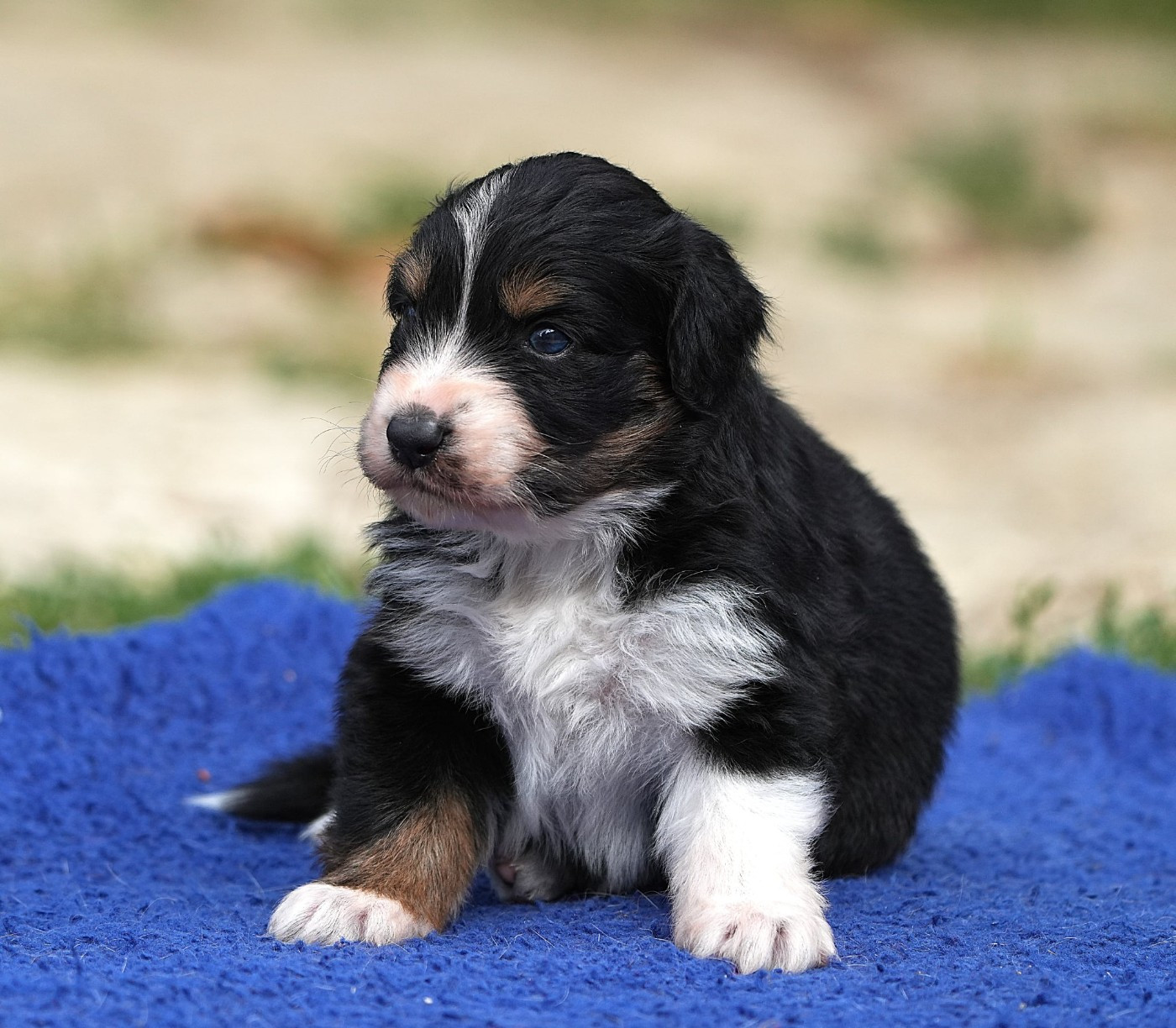 Du sanctuaire des erinnyes - Chiots disponibles - Berger Australien