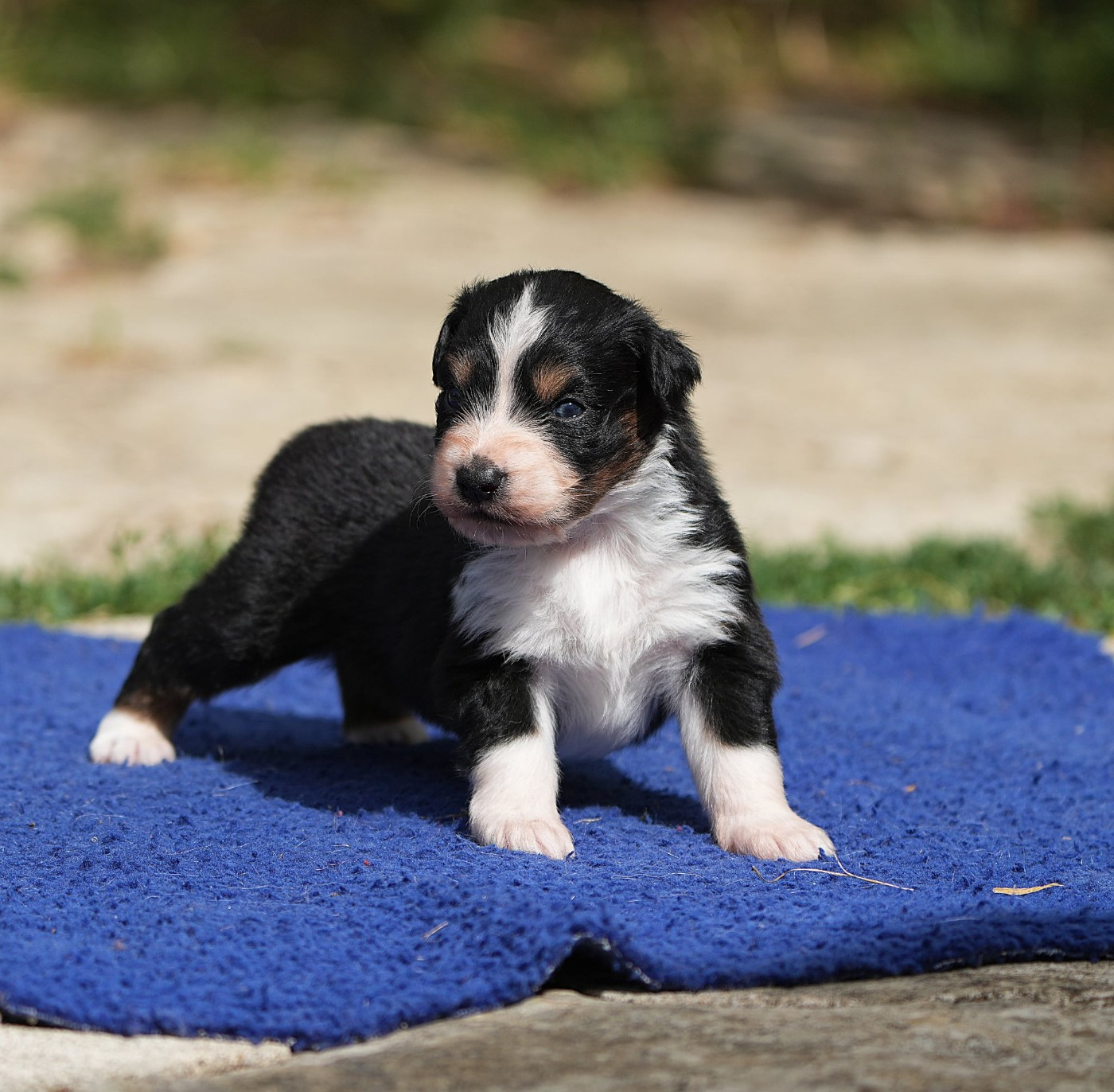 Du sanctuaire des erinnyes - Chiots disponibles - Berger Australien