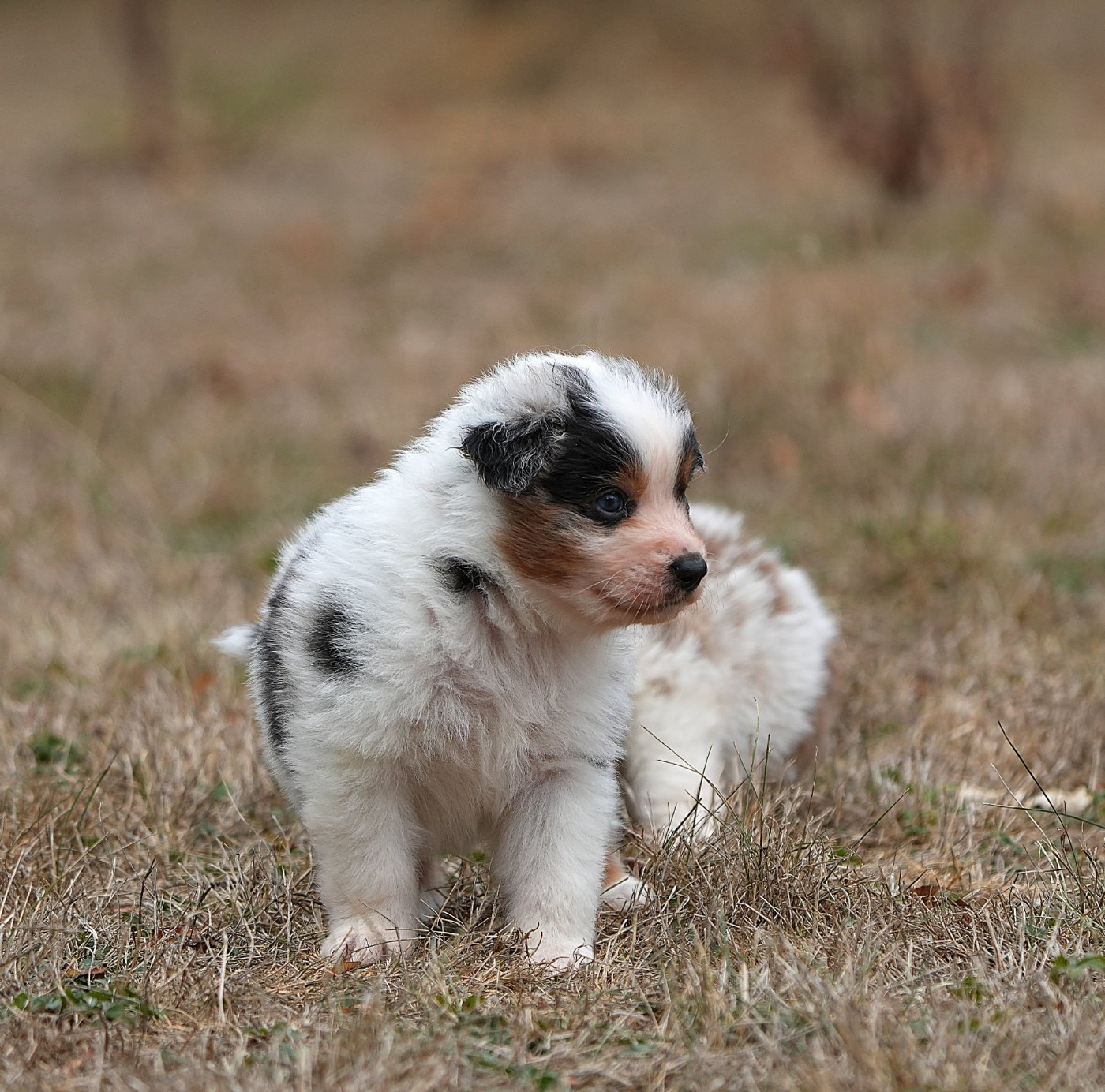 Du sanctuaire des erinnyes - Chiots disponibles - Berger Australien