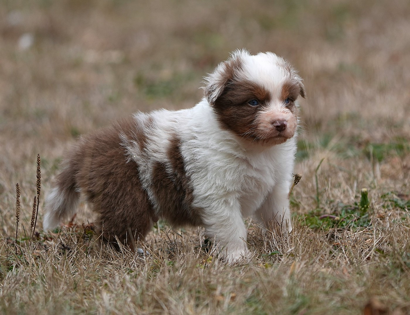 Du sanctuaire des erinnyes - Chiots disponibles - Berger Australien
