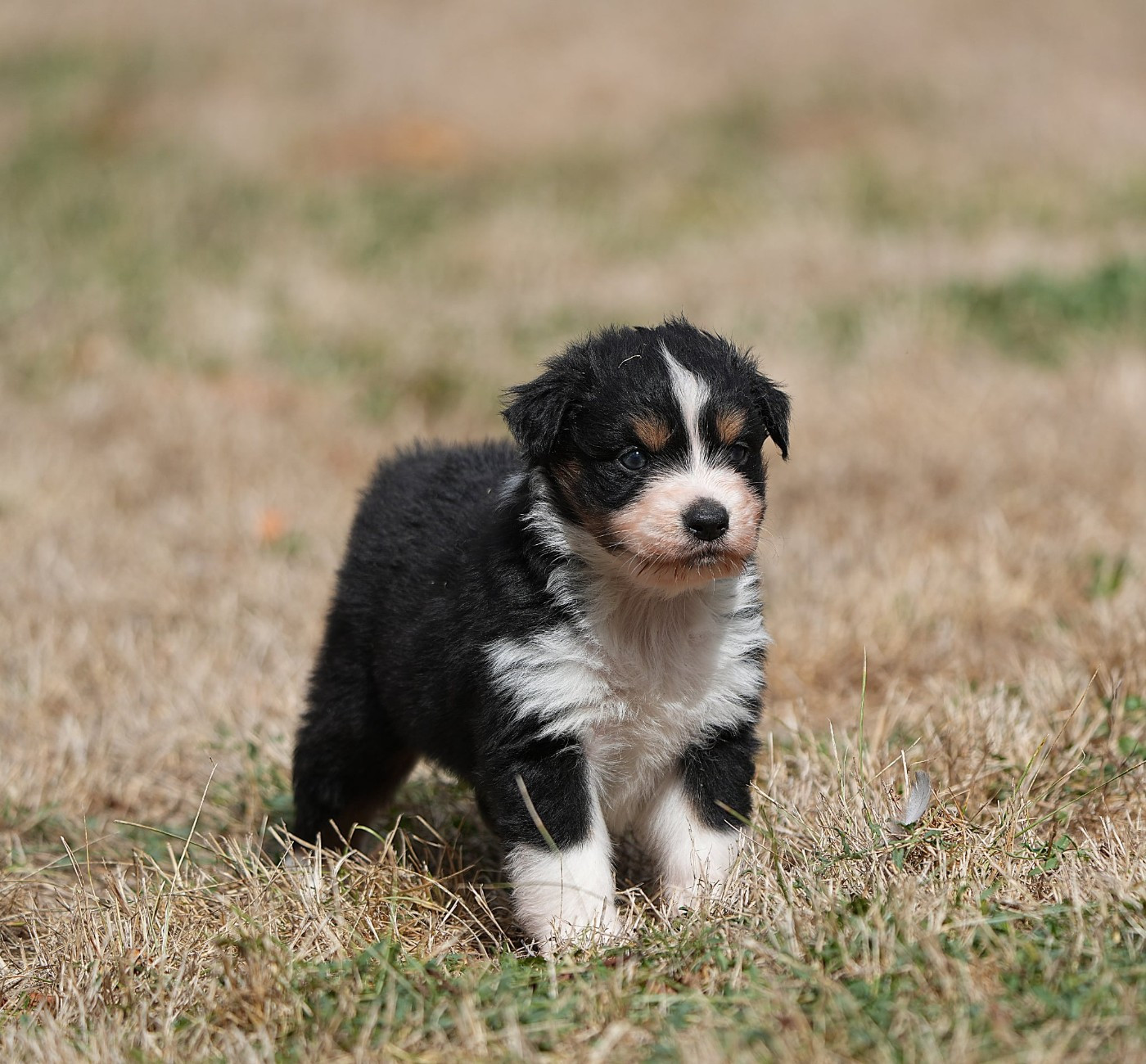 Du sanctuaire des erinnyes - Chiots disponibles - Berger Australien