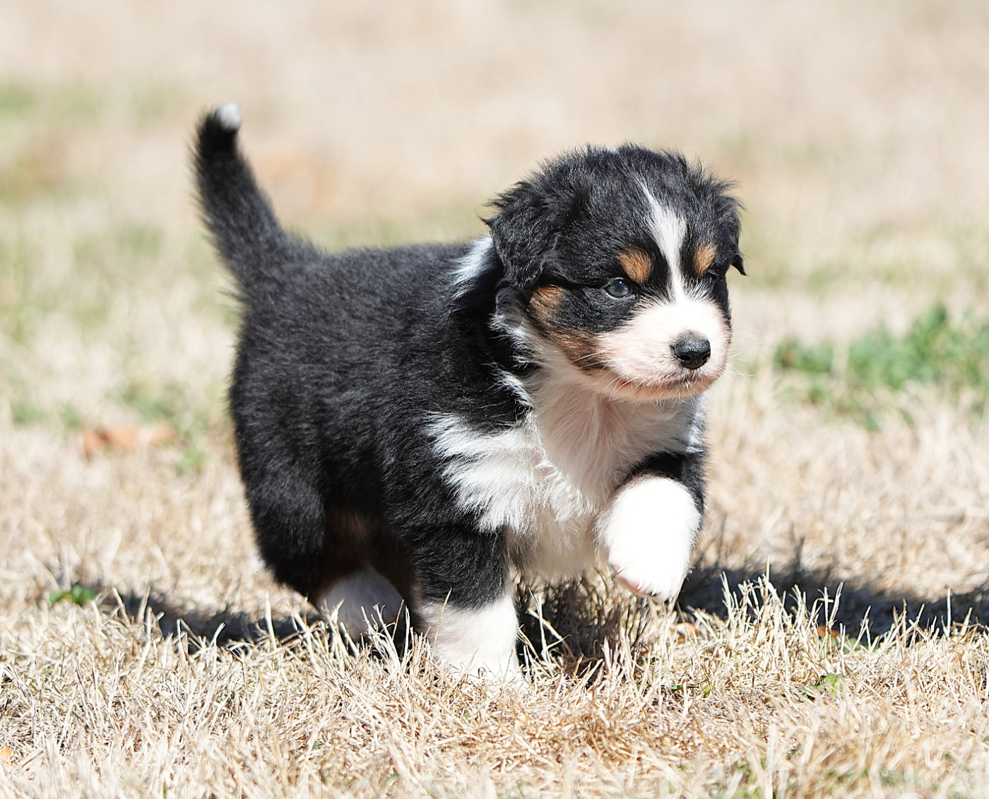 Du sanctuaire des erinnyes - Chiots disponibles - Berger Australien