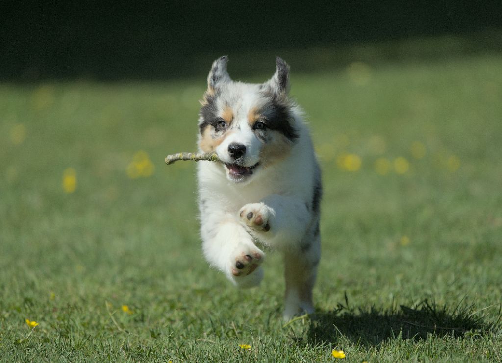Du sanctuaire des erinnyes - Chiots disponibles - Berger Australien