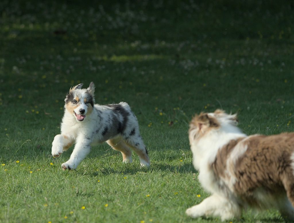 Du sanctuaire des erinnyes - Chiots disponibles - Berger Australien
