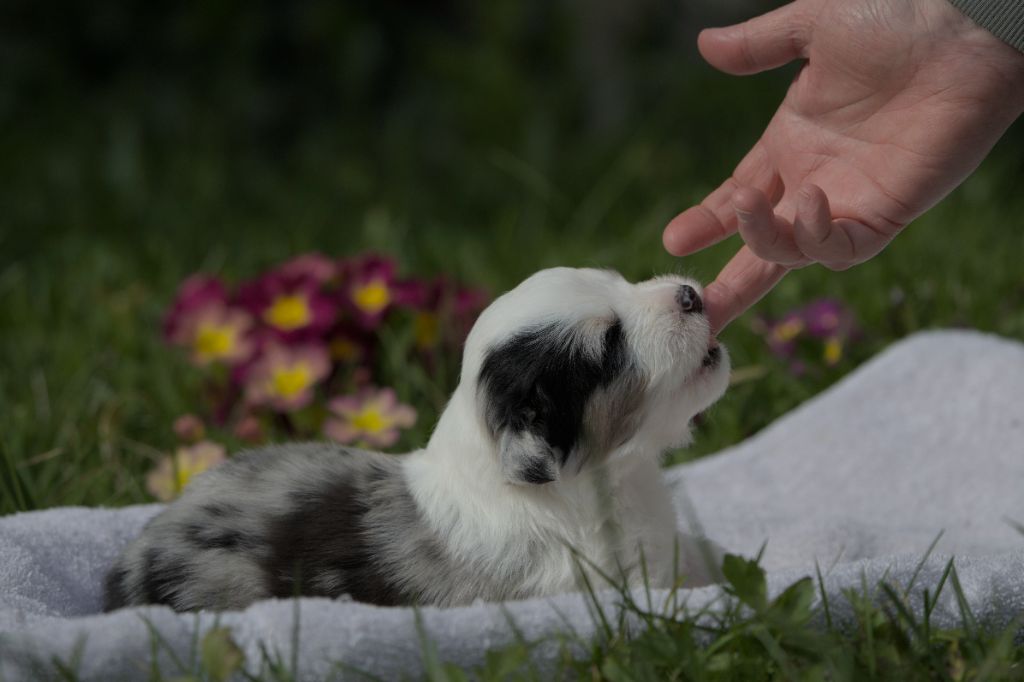 Du sanctuaire des erinnyes - Chiots disponibles - Berger Australien