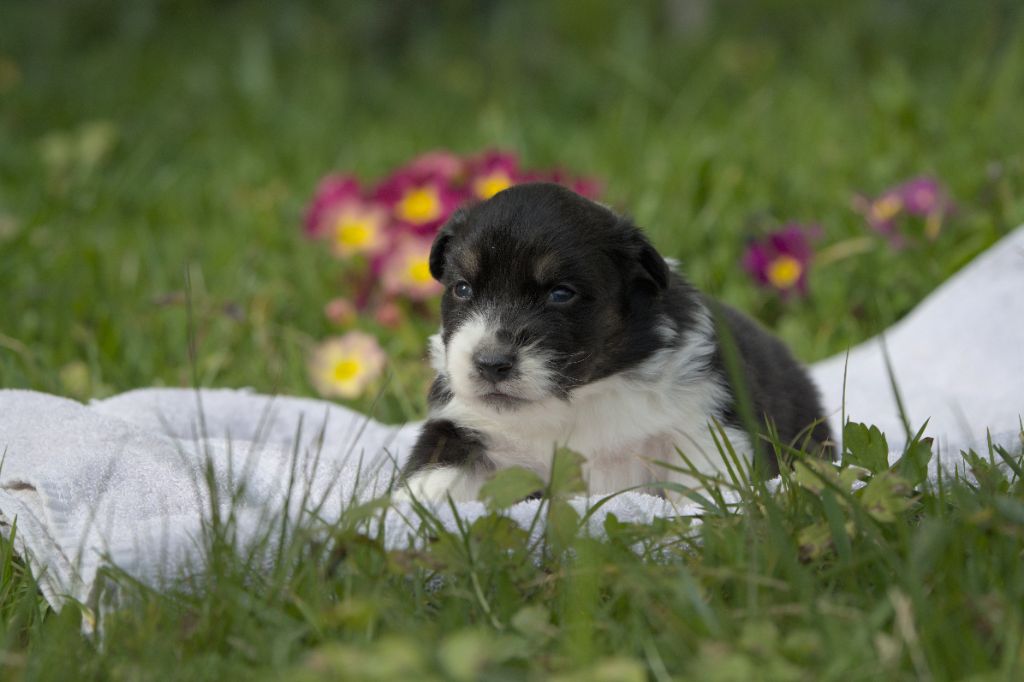 Du sanctuaire des erinnyes - Chiots disponibles - Berger Australien