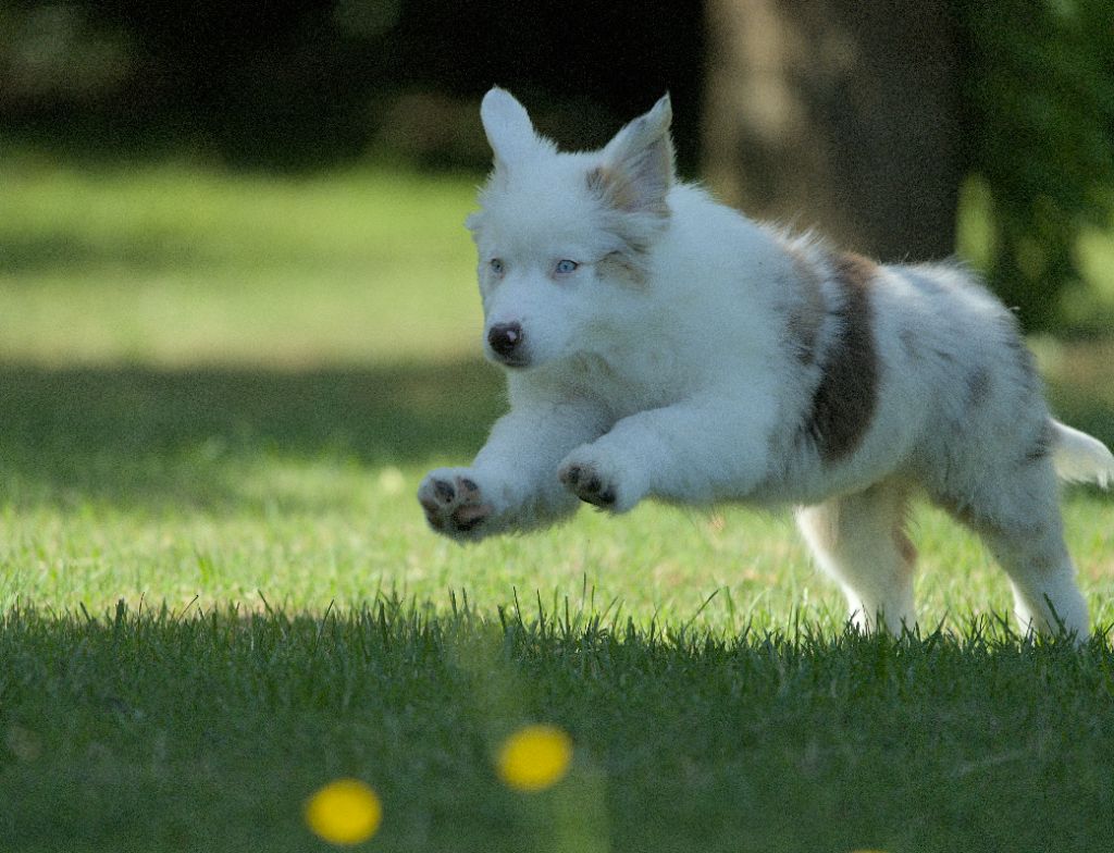 Du sanctuaire des erinnyes - Chiots disponibles - Berger Australien
